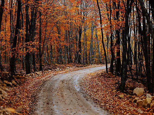 포토 JPG 해외이미지 주간 나무 공원 길 단풍 사람없음 야외 숲 해외포토 자연요소 식물 공공시설 잎 파일형식 이미지허브