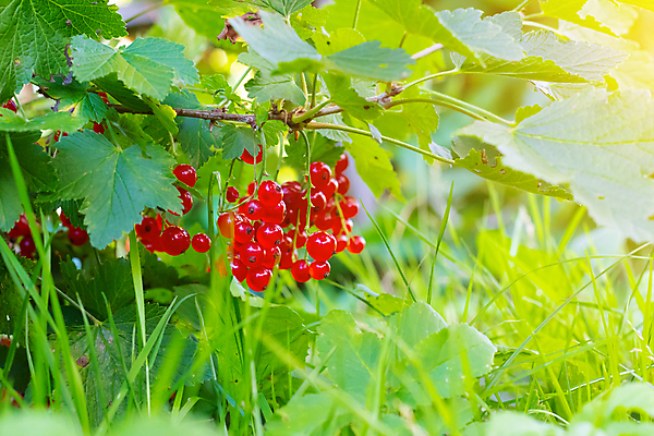 포토 JPG 해외이미지 식물 계절 열매 음식 줄기 백그라운드 잎 농업 과일 자연 디저트 매달리기 건강 사람없음 빨간색 초록색 빛 정원 식사 봄 수확 성장 나뭇가지 신선 달콤 맛 다발 먹기 오브젝트 유기농 날것 내추럴 채소밭 건포도 숙성 세련 맛있는 해외포토 나무 웰빙 산업 컬러 컨셉 밭 모션 포도 생태계 건과일 파일형식 이미지허브