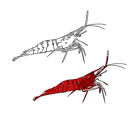 포토 JPG 해외이미지 동물 캐릭터 손 교육 야생동물 선 바다 일러스트 학교 자연 새우 흑백 사람없음 그래픽 책 빨간색 컬러풀 운동 연필 농장 검은색 흰색 그리기 낙서 인쇄 바닷가재 만화 스케치 심볼 그림 윤곽 페이지 고립 색칠공부 해외일러스트 컬러 농업 모션 학용품 촬영기법 건강 갑각류 미술 신체부위 학습 필기구 색칠 가재 생태계 파일형식 이미지허브