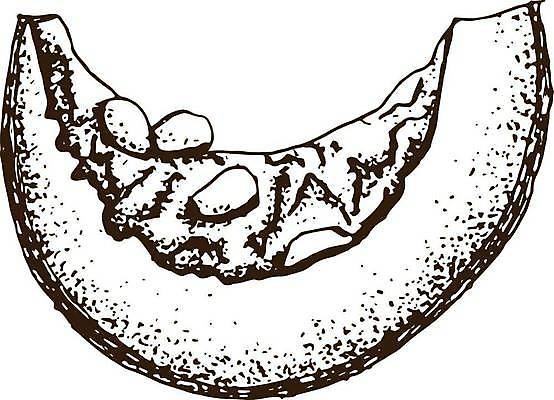 EPS 해외이미지 계절 농업 채소 일러스트 재료 자연 호박 건강 장식 라벨 할로윈 수확 화려 낙서 만화 스케치 수집 싱글 유기농 복고 윤곽 손그림 추수감사절 고립 목판화 채식주의자 현실 해외일러스트 웰빙 산업 기독교 컨셉 프레임 미술 생태계 채식 파일형식 벡터 이미지허브