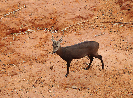 포토 JPG 해외이미지 동물 계절 여자 야생동물 모래 밭 포유류 자연 건조 동물원 서기 사람없음 빨간색 여름 갈색 달러 흙 게임 아기 큼 꼬리 사냥 점토 내추럴 아기사슴 해외포토 새끼 컬러 돈 농업 모션 놀이 사슴 사람 크기 생태계 파일형식 이미지허브