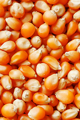 포토 JPG 해외이미지 계절 음식 백그라운드 패턴 농업 채소 재료 자연 콩 프레임 건조 건강 옥수수 요리 씨앗 사람없음 농작물 농장 노란색 식사 수확 신선 황금 달콤 맛 상품 낟알 시리얼 가득함 유기농 질감 알맹이 날것 팝콘 흙더미 고립 밭일 채식주의자 많음 해외포토 식물 웰빙 산업 컬러 컨셉 무늬 곡류 흙 생태계 채식 파일형식 더미 이미지허브