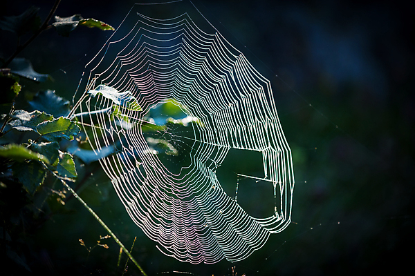 포토 JPG 해외이미지 백그라운드 자연 사람없음 목재 빛 햇빛 뷰티 웹 성장 나뭇가지 원형 그물 실 숲 이슬 열대우림 실크 거미줄 거미 올가미 복잡 어려움 짜기 그리너리 해외포토 도형 나무 곤충 컨셉 인터넷 재료 모션 태양 직물 생태계 파일형식 트랜드컬러 이미지허브