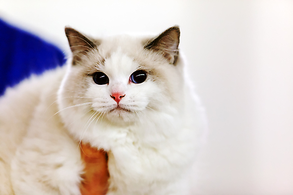 포토 JPG 해외이미지 한마리 손 응시 실내 들기 아웃포커스 신체부위 귀여움 고양이 들어올리기 해외포토 1 시선 컨셉 포유류 모션 촬영기법 사람 내부 반려동물 파일형식 이미지허브