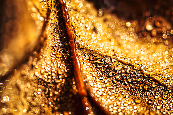 포토 JPG 해외이미지 계절 백그라운드 단풍 잎 자연 아침 추상 불꽃 사람없음 야외 빛 햇빛 태양 반사 갈색 노란색 젖음 광선 가을 물방울 떨어짐 소프트포커스 이슬 질감 보케 노려봄 블러 해외포토 주간 자연요소 식물 컬러 컨셉 무늬 불 촬영기법 표정 생태계 파일형식 이미지허브