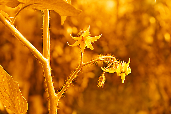 포토 JPG 해외이미지 식물 디자인 꽃잎 꽃 줄기 백그라운드 잎 꽃무늬 농업 토마토 자연 추상 미술 사람없음 장식 세로 여름 갈색 노란색 정원 수확 골동품 벚꽃 나뭇가지 황금 우아함 묘사 오브젝트 질감 복고 보케 꽃가루 부드러움 내추럴 세피아 엘리먼트 옛날 해외포토 나무 계절 산업 컬러 컨셉 무늬 채소 문화예술 촬영기법 감각 가루 생태계 파일형식 이미지허브