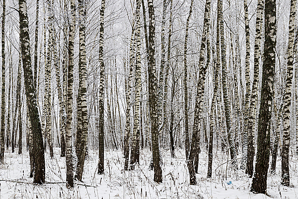 포토 JPG 해외이미지 주간 나무 계절 겨울 자연 날씨 흑백 풍경 사람없음 야외 목재 뷰티 냉동 추위 흰색 나뭇가지 숲 서리 러시아 장면 자작나무 눈보라 삼림지대 폭설 해외포토 자연요소 식물 유럽 컬러 재료 눈_날씨 촬영기법 자연재해 생태계 파일형식 이미지허브