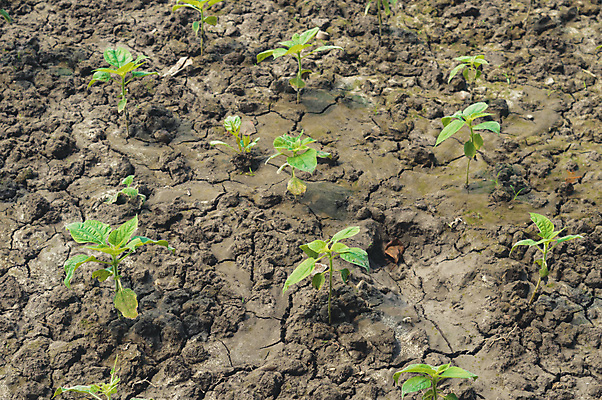 포토 JPG 해외이미지 나무 식물 계절 꽃 음식 백그라운드 단풍 잎 농업 채소 청소년 자연 새로움 씨앗 초원 사람없음 야외 초록색 여름 농장 환경 정원 봄 수확 성장 농촌 신선 작음 땅 환경보전 유기농 원예 일렬 먼지 진흙 채소밭 모종 세련 해외포토 웰빙 산업 컬러 컨셉 밭 사람 취미 시골 크기 사회이슈 생태계 파일형식 이미지허브
