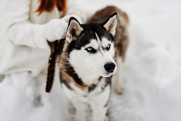 포토 JPG 해외이미지 여자 겨울 한명 성인 야외 설원 산책 추위 강아지 시베리안허스키 방한용품 성인여자한명만 해외포토 1 계절 휴식 눈_날씨 사람 반려동물 개 오브젝트 여자한명만 성인여자만 파일형식 이미지허브