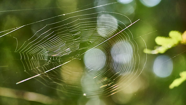 포토 JPG 해외이미지 나무 식물 라이프스타일 디자인 야생동물 여행 백그라운드 잎 인터넷 일러스트 통신 자연 산 미술 풍경 사람없음 야외 목재 초록색 여름 청춘 컬러풀 뷰티 환경 웹 터치 자유 나뭇가지 관찰 티켓 숲 마법 천국 동영상 내추럴 생태학 아마존 힙스터 해외일러스트 동물 계절 교육 패션 컬러 컨셉 재료 모션 문화예술 생활 생태계 파일형식 이미지허브