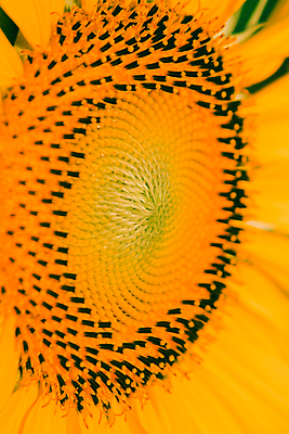 포토 JPG 해외이미지 주간 꽃잎 해바라기 근접촬영 사람없음 야외 아웃포커스 해외포토 자연요소 꽃 뷰포인트 촬영기법 파일형식 이미지허브