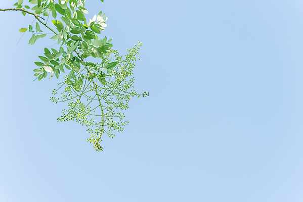 포토 JPG 해외이미지 주간 나무 식물 계절 공원 꽃잎 꽃 백그라운드 잎 자연 종류 사람없음 야외 장식 초록색 여름 환경 탑 정원 일본 중국 벚꽃 나뭇가지 신선 개화 약초 완두콩 베트남 내추럴 창백 아카시아 그리너리 해외포토 자연요소 건축물 공공시설 아시아 컬러 콩 동남아시아 풀_식물 생태계 파일형식 트랜드컬러 이미지허브