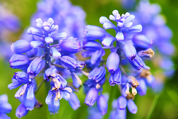 포토 JPG 해외이미지 식물 꽃 백그라운드 밭 농업 자연 하늘 휴식 사람없음 야외 초록색 파란색 햇빛 뷰티 약 정원 보라색 일몰 프랑스 벚꽃 시골 개화 저녁 허브 제비꽃 향수 원예 향기 아로마 아로마테라피 라벤더 내추럴 프랑스어 프로방스 해외포토 문자 유럽 산업 컬러 컨셉 의학 취미 태양 노을 화장품 야간 생태계 냄새 테라피 파일형식 이미지허브