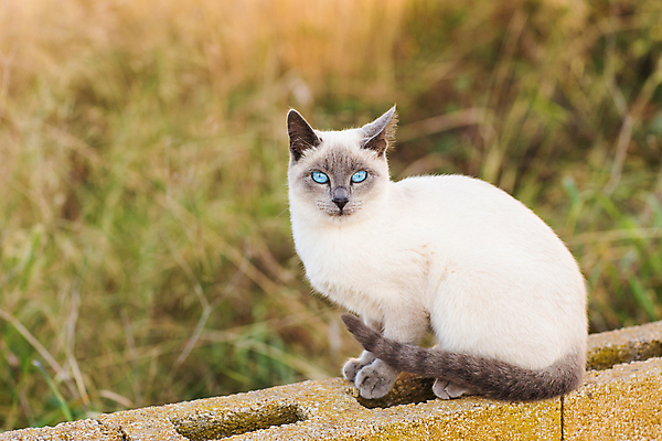 포토 JPG 해외이미지 주간 한마리 응시 벽돌 사람없음 야외 아웃포커스 귀여움 고양이 길고양이 샴고양이 해외포토 자연요소 1 시선 컨셉 포유류 촬영기법 반려동물 파일형식 이미지허브