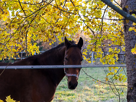 포토 JPG 해외이미지 나무 동물 손 커플 공원 얼굴 스포츠 백그라운드 잎 밭 포유류 자연 벽지 하늘 동물원 사람없음 야외 초록색 울타리 반려동물 뷰티 농장 갈색 머리 검은색 가축 목장 흰색 시골 만 승마 새장 갈기 내추럴 망아지 방목장 해외포토 식물 공공시설 새끼 컬러 농업 관계 신체부위 담장 말_동물 생태계 케이지 파일형식 이미지허브
