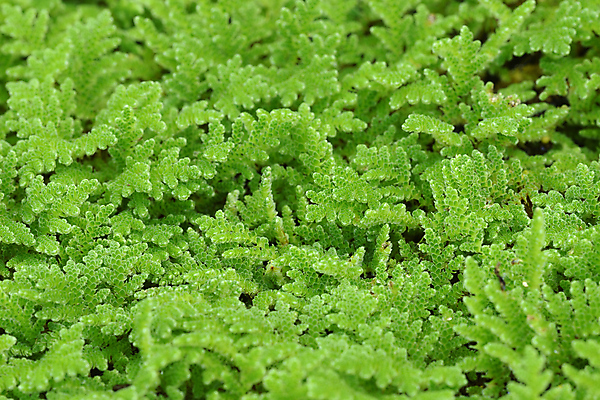 포토 JPG 해외이미지 백그라운드 표면 휴식 스트레스 요정 이끼 사람없음 초록색 물 연못 모기 민물 생태학 양치류 생존 해외포토 자연요소 교육 컬러 컨셉 해충 파일형식 이미지허브