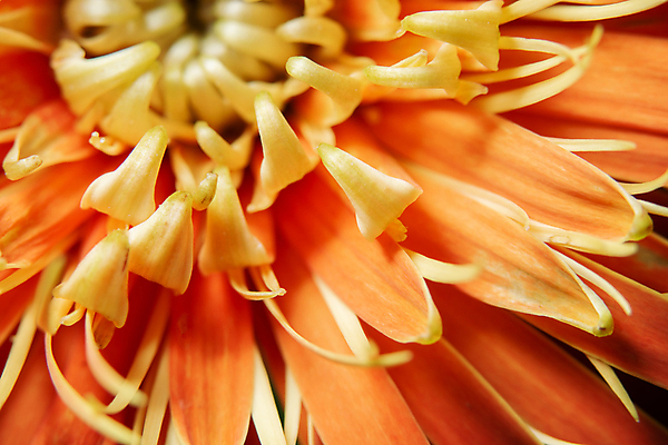 포토 JPG 해외이미지 식물 꽃 백그라운드 꽃무늬 패턴 오렌지 자연 추상 국화 사람없음 빨간색 파란색 뷰티 노란색 봄 벚꽃 신선 개화 닫기 질감 해외포토 계절 컬러 무늬 과일 모션 생태계 파일형식 이미지허브