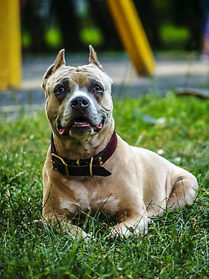 포토 JPG 해외이미지 동물 응시 행복 백그라운드 포유류 자연 사람없음 반려동물 갈색 검은색 흰색 오픈 용기 입 수비 유머 개 강아지 위험 테리어 혀 직원 경계 황소 송곳니 경보 고립 기르기 유래 해외포토 그릇 시선 감정 컬러 컨셉 모션 신체부위 소 치아 생태계 돌봄 파일형식 이미지허브