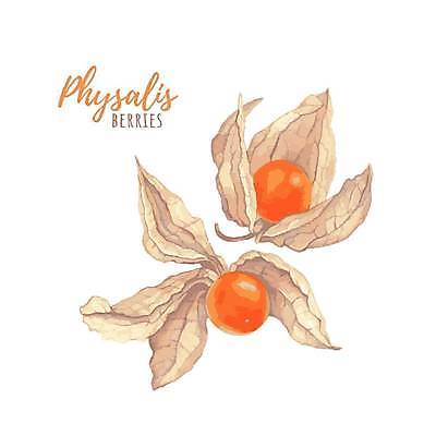 EPS 해외이미지 식물 열매 음식 백그라운드 오렌지 과일 일러스트 자연 건강 미술 빨간색 노란색 흰색 신선 황금 달콤 유기농 날것 손그림 내추럴 고립 숙성 해외일러스트 웰빙 컬러 문화예술 맛 생태계 파일형식 벡터 이미지허브