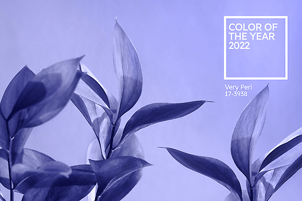 포토 JPG 해외이미지 식물 디자인 꽃 화초 백그라운드 잎 꽃무늬 자연 추상 사람없음 내부 장식 초록색 파란색 환경 정원 봄 성장 벚꽃 나뭇가지 신선 꽃집 제비꽃 에코 생태계 내추럴 구성 생태학 이국적 자외선 미니멀 해외포토 나무 계절 교육 컬러 무늬 상점 파일형식 이미지허브