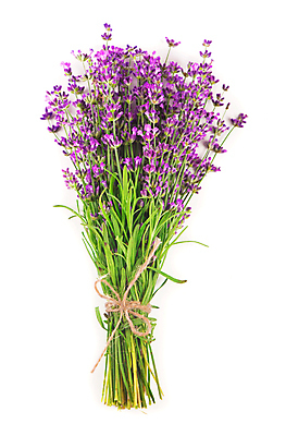 포토 JPG 해외이미지 꽃 꽃다발 실내 사람없음 다발 라벤더 해외포토 식물 내부 허브 파일형식 이미지허브