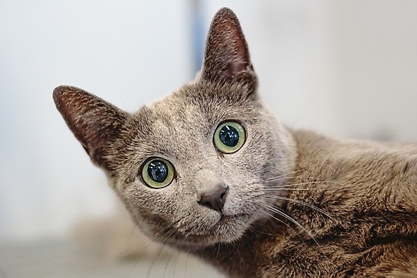 포토 JPG 해외이미지 한마리 응시 실내 사람없음 아웃포커스 귀여움 고양이 애견미용 해외포토 1 시선 컨셉 포유류 촬영기법 내부 반려동물 뷰티 파일형식 이미지허브