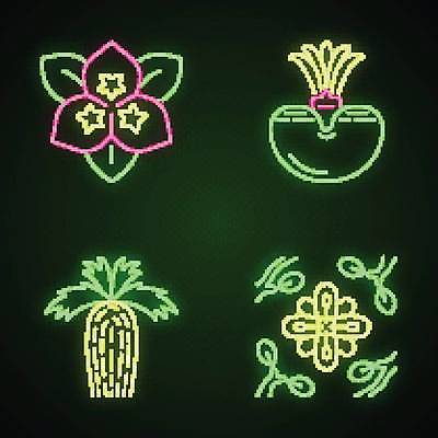 EPS 해외이미지 식물 디자인 꽃 분홍색 꽃무늬 일러스트 자연 건조 미술 그래픽 초록색 빛 세트 노란색 사막 심볼 오브젝트 사인 네온 캘리포니아 빛망울 내추럴 고립 광 이국적 해외일러스트 컬러 무늬 문화예술 미국 생태계 파일형식 벡터 북아메리카 아메리카 대륙 이미지허브