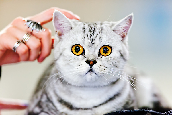포토 JPG 해외이미지 한마리 손 응시 회색배경 실내 아웃포커스 신체부위 귀여움 고양이 만지기 반려묘 해외포토 1 시선 백그라운드 컨셉 포유류 모션 촬영기법 사람 내부 반려동물 회색 파일형식 이미지허브