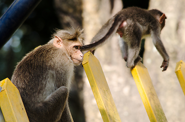 포토 JPG 해외이미지 나무 동물 여자 얼굴 야생동물 여행 2 포유류 가족 자연 엄마 털 앉기 사람없음 초록색 원숭이 아기 먹기 유인원 수유 해외포토 식물 컬러 관계 모션 사람 신체부위 생태계 파일형식 이미지허브