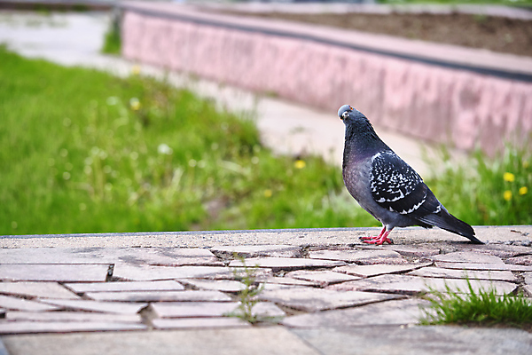 포토 JPG 해외이미지 동물 한마리 1 공원 야생동물 백그라운드 날개 자연 조류 거리 사람없음 야외 가로 물 햇빛 뷰티 평화 회색 자유 흰색 도시 기다림 닫기 작음 심볼 깃털 싱글 비둘기 부리 시티라이프 내추럴 고립 해외포토 자연요소 라이프스타일 공공시설 컬러 컨셉 모션 태양 크기 생태계 파일형식 이미지허브