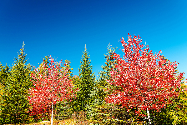 포토 JPG 해외이미지 나무 계절 도로 단풍 잎 오렌지 자연 휴가 잉글랜드 새로움 풍경 사람없음 야외 빨간색 컬러풀 노란색 미국 가을 시골 해외포토 식물 길 컬러 컨셉 북아메리카 과일 교통시설 영국 생태계 파일형식 이미지허브