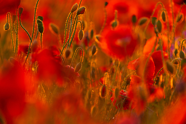 포토 JPG 해외이미지 식물 계절 꽃잎 꽃 백그라운드 꽃무늬 밭 농업 자연 하늘 풍경 초원 사람없음 야외 빨간색 초록색 여름 빛 컬러풀 햇빛 태양 뷰티 농장 정원 맑음 일몰 봄 벚꽃 전원 시골 개화 저녁 허브 양귀비 내추럴 해외포토 자연요소 산업 컬러 무늬 날씨 노을 전기에너지 야간 생태계 파일형식 이미지허브