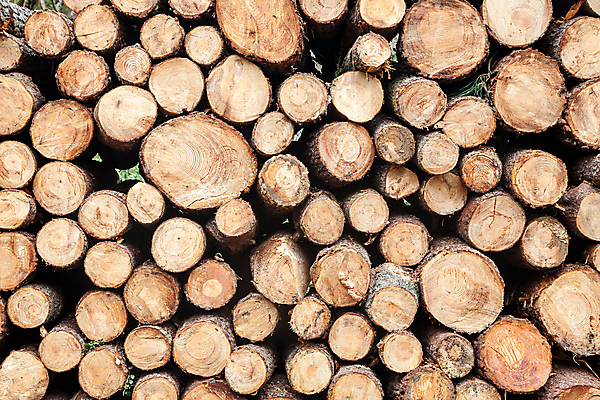 포토 JPG 해외이미지 나무 백그라운드 자연 사람없음 목재 가로 갈색 쌓기 원형 장작 천 통나무 자작나무 잡동사니 흙더미 벌목 수목 해외포토 도형 식물 컬러 재료 모션 흙 직물 생태계 파일형식 더미 이미지허브