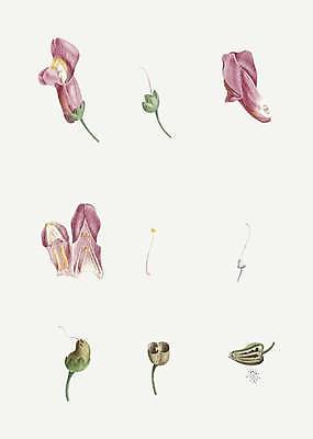 EPS 해외이미지 식물 꽃잎 꽃 일러스트 단면 미술 사람없음 단면도 해외일러스트 문화예술 파일형식 벡터 이미지허브