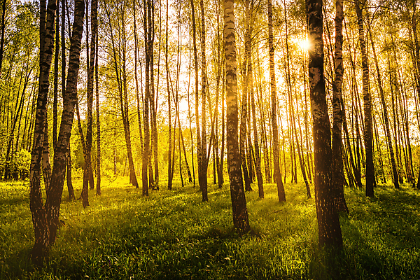 포토 JPG 해외이미지 나무 자연 사람없음 야외 햇빛 태양 일몰 숲속 숲 해외포토 자연요소 식물 노을 생태계 파일형식 이미지허브