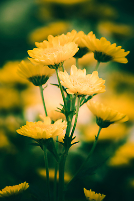 포토 JPG 해외이미지 식물 계절 공원 꽃잎 꽃 꽃다발 백그라운드 잎 꽃무늬 패턴 밭 오렌지 자연 벽지 국화 사람없음 야외 장식 초록색 컬러풀 뷰티 노란색 정원 보라색 봄 활발 벚꽃 신선 개화 닫기 화단 내추럴 해외포토 공공시설 컬러 컨셉 무늬 농업 과일 모션 생태계 파일형식 이미지허브