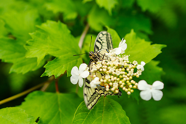포토 JPG 해외이미지 식물 동물 응시 꽃잎 꽃 야생동물 나비 곤충 백그라운드 잎 꽃무늬 패턴 오렌지 자연 사람없음 초록색 빛 컬러풀 뷰티 노란색 귀여움 정원 검은색 봄 흰색 닫기 벌레 만족 먼지 꽃가루 여왕 내추럴 수유 해외포토 시선 계절 감정 컬러 컨셉 무늬 과일 모션 가루 생태계 파일형식 이미지허브