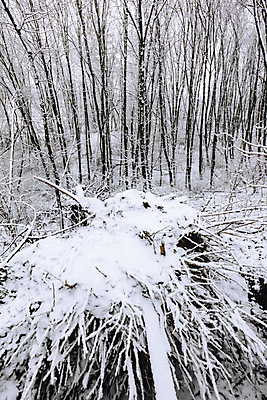 포토 JPG 해외이미지 나무 공원 유럽 길 여행 겨울 자국 자연 파노라마 풍경 사람없음 야외 일출 흰색 나뭇가지 숲 스카이라인 폴란드 해외포토 식물 계절 공공시설 나라 컬러 촬영기법 노을 생태계 파일형식 이미지허브