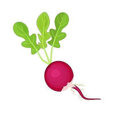 EPS 해외이미지 식물 디자인 음식 분홍색 잎 채소 과일 일러스트 재료 자연 건강 요리 빨간색 초록색 농장 라벨 정원 샐러드 수확 신선 양념 상품 작음 만화 심볼 향신료 싱글 흰배경 에코 유기농 원예 매움 날것 뿌리 비타민 국산 내추럴 고립 비트 숙성 엘리먼트 채식주의자 총각무 해외일러스트 웰빙 컬러 백그라운드 농업 프레임 취미 환경 흰색 맛 크기 무 생태계 채식 영양소 향미료 파일형식 벡터 이미지허브