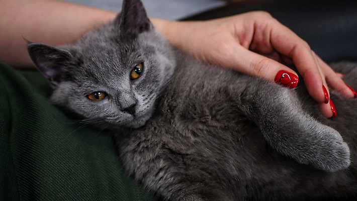 포토 JPG 해외이미지 한마리 손 새끼 안기 실내 아웃포커스 신체부위 귀여움 고양이 러시안블루 반려묘 해외포토 동물 1 컨셉 포유류 모션 촬영기법 사람 내부 반려동물 파일형식 이미지허브