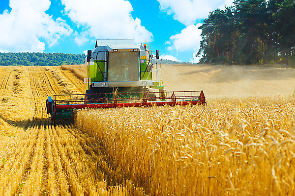 포토 JPG 해외이미지 직업 산업 지구 빵 줄기 밭 농업 옥수수 씨앗 사람없음 농작물 농장 농경지 힘 기계 장비 수확 시골 업무 황금 결합 낟알 땅 자르기 시리얼 밀 언덕 귀 밀가루 장면 트랙터 무거움 밀짚 밭일 숙성 줄서기 호밀 해외포토 식물 음식 모션 곡류 신체부위 작업 무게 짚 농기계 가루 특수차량 파일형식 이미지허브