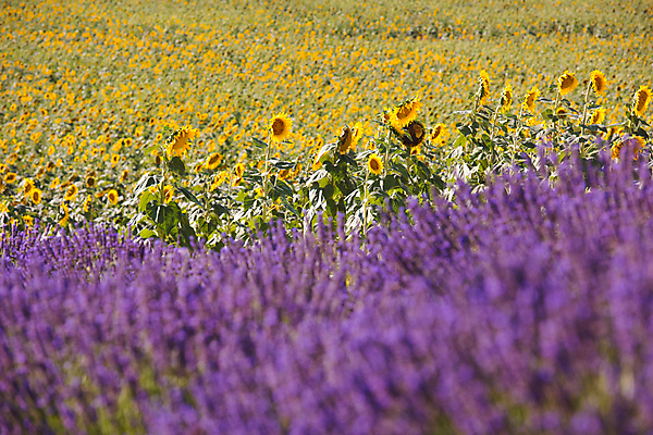 포토 JPG 해외이미지 주간 여름꽃 해바라기 사람없음 야외 라벤더 해외포토 자연요소 꽃 허브 파일형식 여름_계절 이미지허브