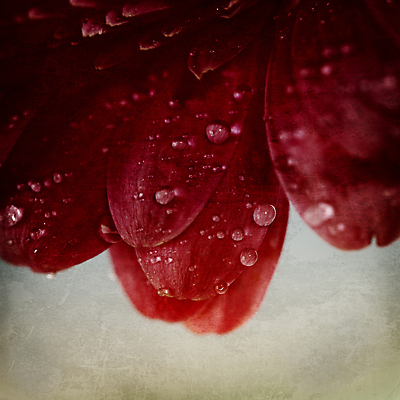 포토 JPG 해외이미지 식물 디자인 계절 꽃잎 꽃 행복 분홍색 꽃다발 백그라운드 꽃무늬 텍스트 자연 선물 사람없음 초록색 물 여름 컬러풀 뷰티 정원 봄 성장 벚꽃 흰색 물방울 신선 개화 닫기 떨어짐 자르기 묘사 싱글 데이지 꽃가루 거베라 내추럴 고립 카피스페이스 해외포토 자연요소 감정 컬러 컨셉 무늬 모션 공백 가루 생태계 파일형식 이미지허브