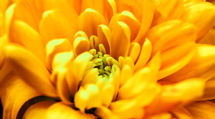 포토 JPG 해외이미지 식물 디자인 계절 꽃잎 꽃 백그라운드 컨셉 꽃무늬 오렌지 자연 추상 휴가 국화 사람없음 빛 갈색 노란색 환경 봄 수확 성장 벚꽃 신선 신용카드 개화 선택 질감 복고 데이지 부드러움 내추럴 해외포토 컬러 무늬 농업 과일 금융 감각 생태계 파일형식 이미지허브