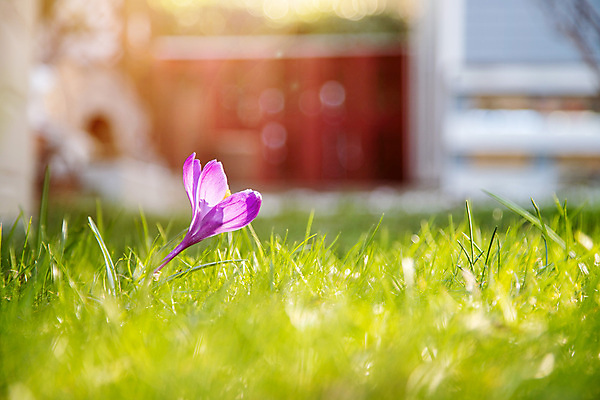 포토 JPG 해외이미지 식물 계절 꽃 백그라운드 꽃무늬 자연 휴가 부활절 잔디 초원 사람없음 빛 햇빛 환경 정원 맑음 봄 튤립 성장 벚꽃 농촌 시골 신용카드 4월 땅 원예 보케 엽서 주말 카피스페이스 해외포토 기념일 무늬 날씨 취미 금융 태양 공백 날짜 편지 생태계 파일형식 이미지허브