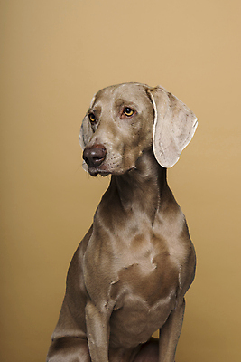 포토 JPG 해외이미지 스튜디오촬영 동물 척추동물 한마리 포유류 실내 사람없음 반려동물 뷰티 귀여움 믿음 듣기 회색 게임 개 달콤 스마트 호기심 흰배경 사냥 향기 사냥개 송곳니 거짓말 유래 주목 혼자 해외포토 1 감정 컬러 백그라운드 컨셉 모션 놀이 내부 흰색 맛 치아 냄새 파일형식 이미지허브