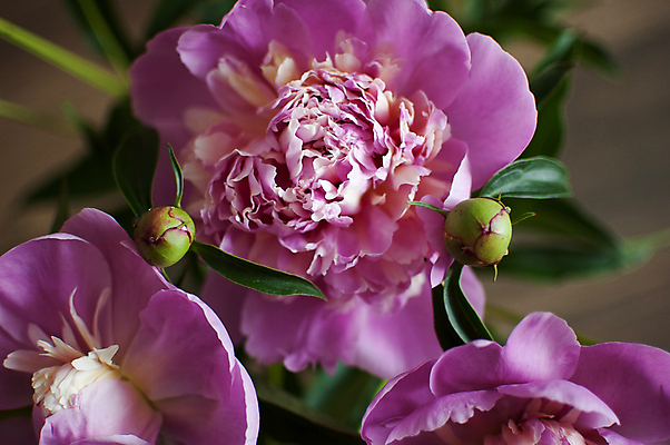 포토 JPG 해외이미지 식물 계절 꽃잎 꽃 분홍색 꽃다발 백그라운드 잎 꽃무늬 자연 벽지 사람없음 야외 초록색 뷰티 장미 정원 보라색 봄 낭만 수확 성장 벚꽃 시골 신선 개화 그룹 다발 묘사 라일락 내추럴 작약 많음 해외포토 컬러 컨셉 무늬 농업 생태계 파일형식 이미지허브