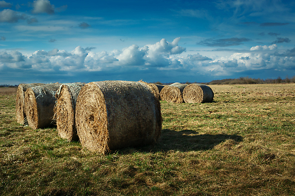 포토 JPG 해외이미지 구름 백그라운드 밭 농업 자연 하늘 날씨 건조 풍경 초원 사람없음 야외 초록색 여름 파란색 농작물 농장 노란색 쌓기 수확 시골 원형 건초더미 볏짚 땅 롤 패키지 뭉치 밀짚 밭일 해외포토 자연요소 도형 계절 산업 컬러 모션 건초 짚 생태계 파일형식 더미 이미지허브