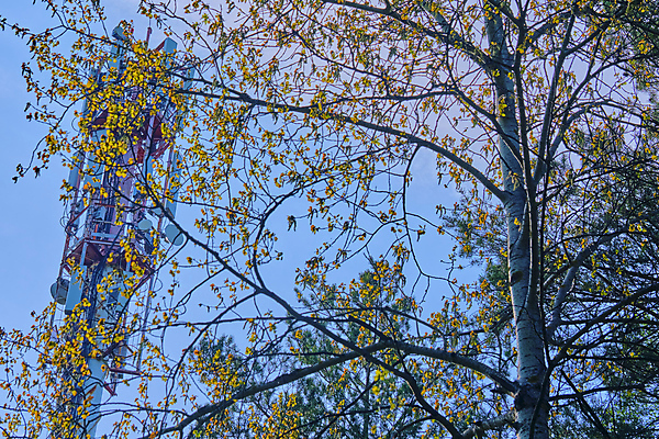 포토 JPG 해외이미지 나무 산업 파도 잎 비즈니스 통신 자연 하늘 모바일 세포 안테나 사람없음 야외 파란색 스마트폰 뷰티 우주 탑 디지털 장비 인공위성 정보 소나무 네트워크 역 연결 큼 무선전화기 전화기 수화기 라디오 신호 철사 전송 레이더 접수 철강 셀룰러 해외포토 식물 건축물 바다 컬러 교통시설 전자제품 핸드폰 스마트기기 크기 생태계 파일형식 이미지허브