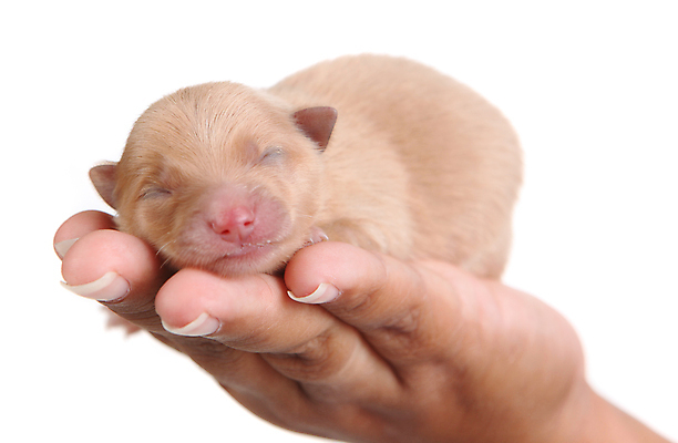 포토 JPG 해외이미지 백그라운드 사람없음 흰색 아기 신생아 잠 개 강아지 주둥이 시각장애인 포메라니안 해외포토 컬러 포유류 사람 반려동물 장애인 파일형식 동물 장애 이미지허브